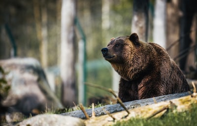 American brown bear
